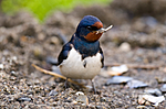 BB 09 0281 / Hirundo rustica / Låvesvale